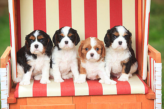 查尔斯王犬,四个,小狗,三种颜色,5星期大,坐,沙滩椅