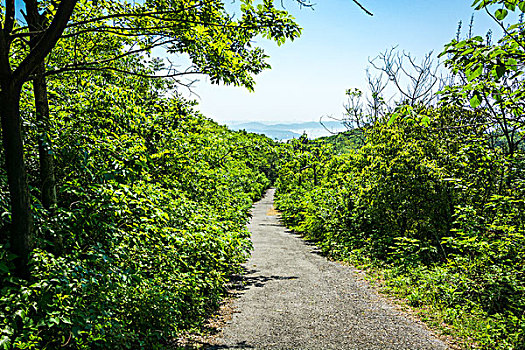 景区的山路