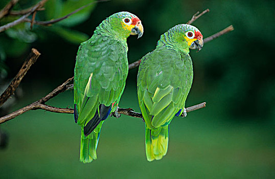 鹦鹉,两个,栖息,枝条,背面视角,头部,洪都拉斯,中美洲