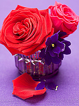 红玫瑰,非洲,紫罗兰,花瓶