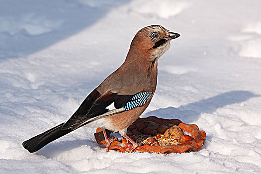 鸟类,吃,鸟,进食,场所,冬天,雪