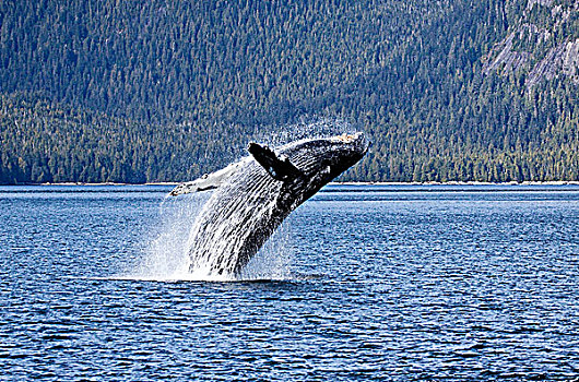 驼背鲸,鲸跃,不列颠哥伦比亚省,中心,海岸,加拿大
