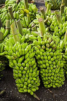 香蕉,出售,萨摩亚群岛