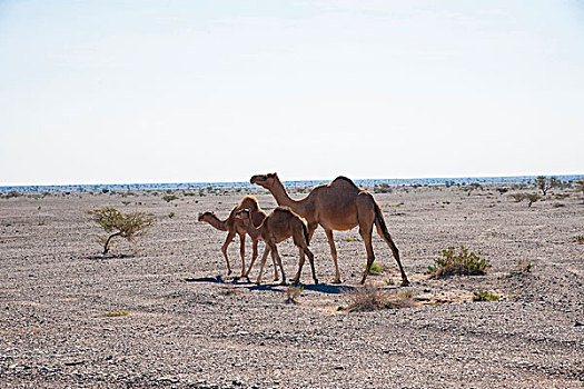骆驼,两个,靠近,尼日瓦,亚当,阿曼