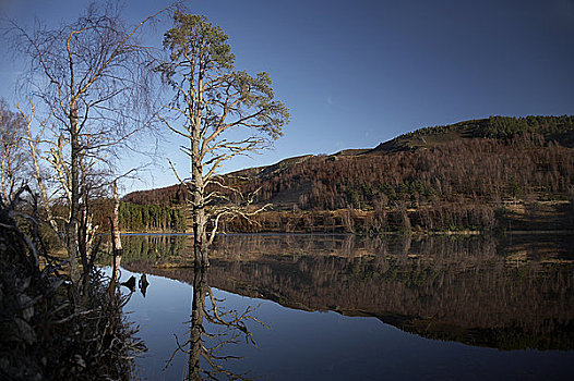 苏格兰,高地,国家公园,树桩,水中,平和,冬天,白天