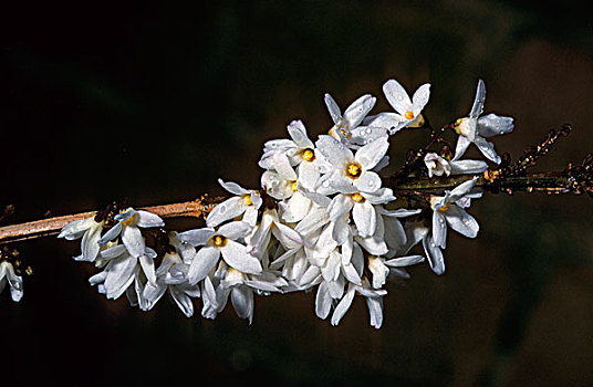 白色,连翘属植物,花,韩国,亚洲