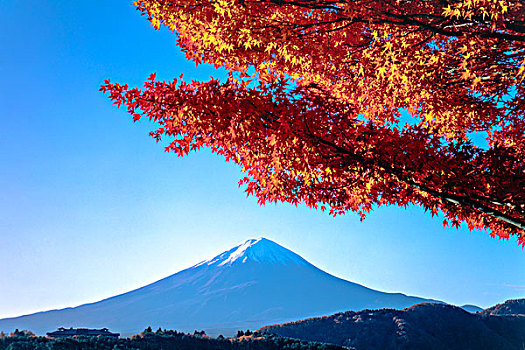 秋叶,山,富士山