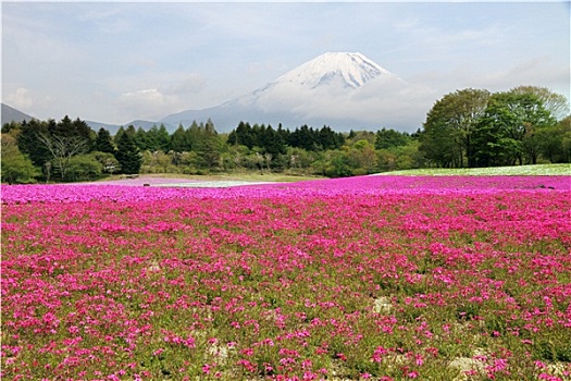 富士山,日本,风景,花,地点