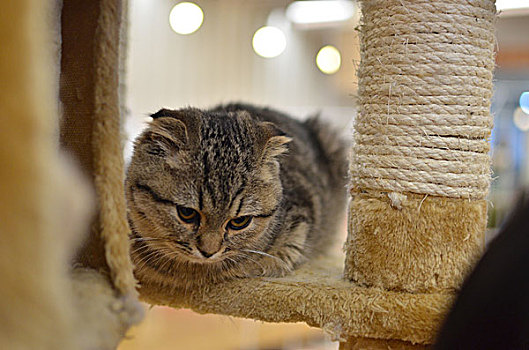 室内的宠物猫