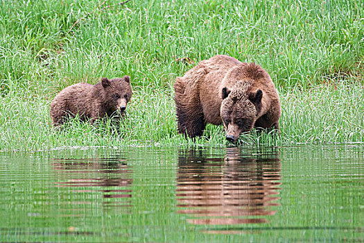 母熊,棕熊,幼兽,停止,喝,河口,防护,保存,北方,王子,北海岸,不列颠哥伦比亚省,加拿大