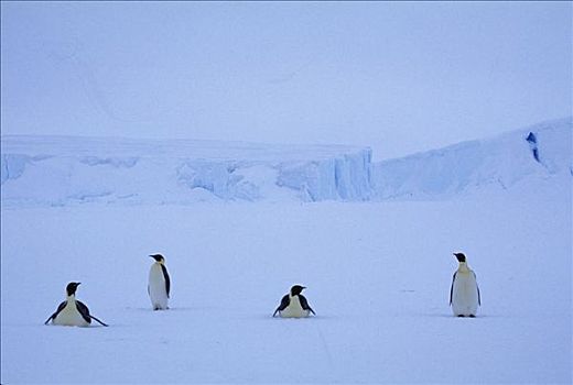 帝企鹅,冰架,南极