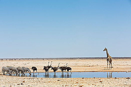 斑马,鸵鸟,长颈鹿,水潭,埃托沙国家公园,纳米比亚