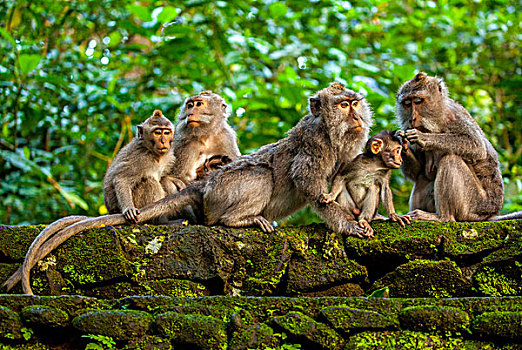 食蟹猴,猴子,家族,小猴,坐,石墙,乌布,树林,神圣,保护区,巴厘岛,印度尼西亚,亚洲