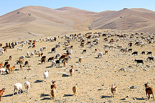 亚洲,西部,蒙古,山羊,荒芜,草场