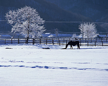霜,树,马