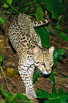 豹猫,虎猫,热带雨林,伯利兹,中美洲