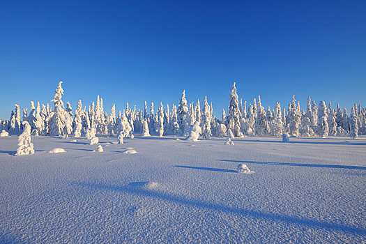 积雪,冬季风景,库萨莫,芬兰