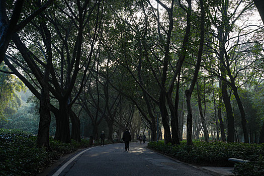 羊城广州冬天雨后的早晨晨雾与阳光