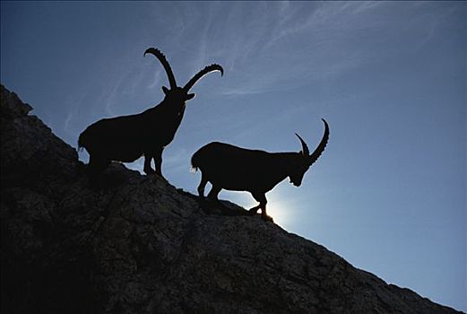 阿尔卑斯野山羊,羱羊,一对,剪影,奥斯塔谷,意大利