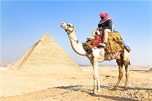 骆驼,吉萨金字塔,开罗,埃及
