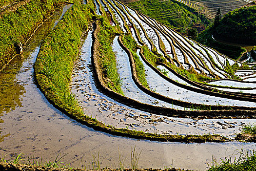 广西桂林,龙脊梯田,金坑,红瑶