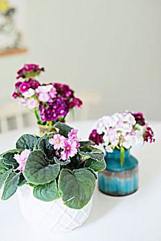 盆栽,非洲紫罗兰,可爱,复古,花瓶