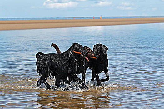 三个,复得,狗,左边,两个,拉布拉多犬,右边,一起,棍,水,海滩