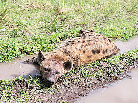 斑鬣狗,降温,休息,水,马赛马拉,肯尼亚,非洲