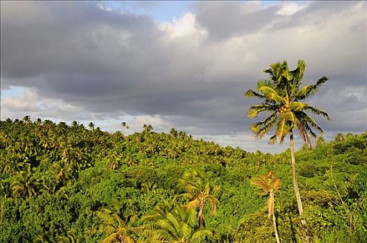 俯视,雨林,爱图塔基,库克群岛