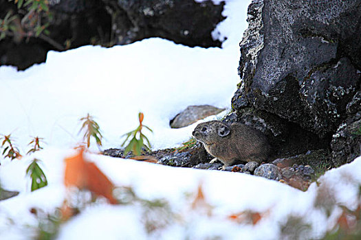 鼠兔,雪