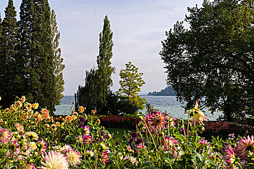 花,岛屿,康士坦茨湖