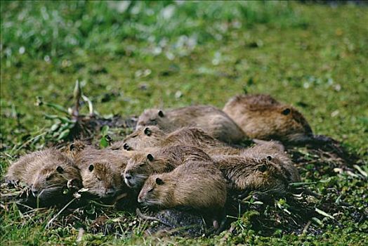 海狸鼠,河狸鼠,群,睡觉,潘塔纳尔生态系统,巴西
