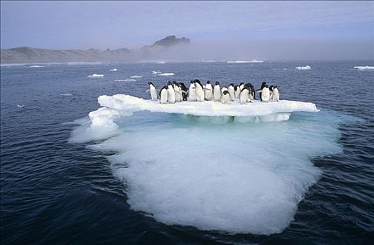 阿德利企鹅,群,拥挤,融化,夏天,浮冰,拥有,岛屿,罗斯海,南极