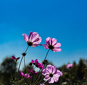 格桑花,波斯菊