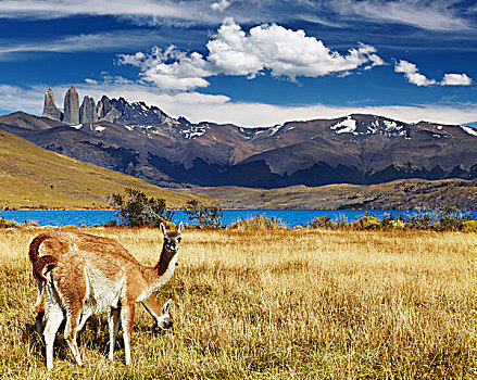 原驼,托雷德裴恩国家公园,泻湖,巴塔哥尼亚,智利