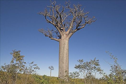 猴面包树,马达加斯加