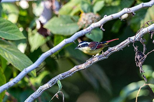 穿梭跳跃在常绿阔叶林间的火尾希鹛鸟