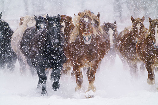 暴风雪,马