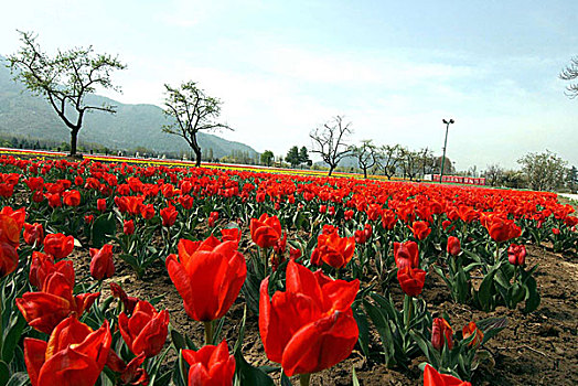 郁金香,风景,盛开,花园,近郊,斯利那加,上方,球茎,品种,公用,星期,四月,2008年