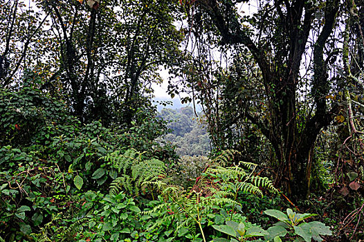 卢旺达,火山国家公园,雨林