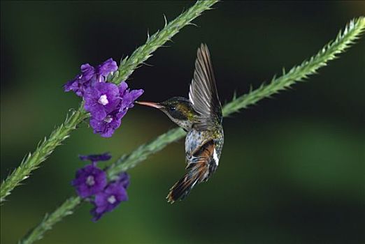妩媚,蜂鸟,雌性,进食,授粉,花,山谷,蒙特维多云雾森林自然保护区,哥斯达黎加