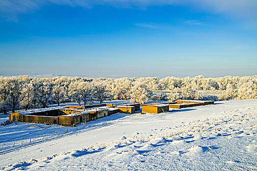 新疆,布尔津,冬日,雾松,雪景,雪地,蓝天,民居