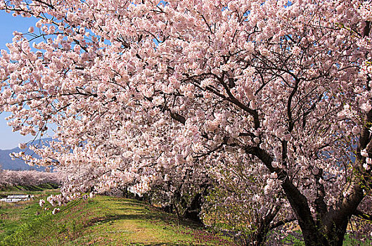 樱花,树,隧道