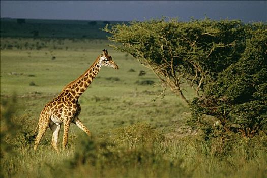 长颈鹿,内罗毕国家公园,肯尼亚