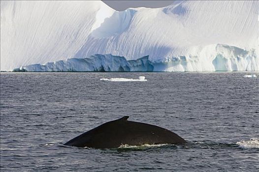 驼背鲸,大翅鲸属,鲸鱼,游泳,靠近,冰山,通道,西部,南极