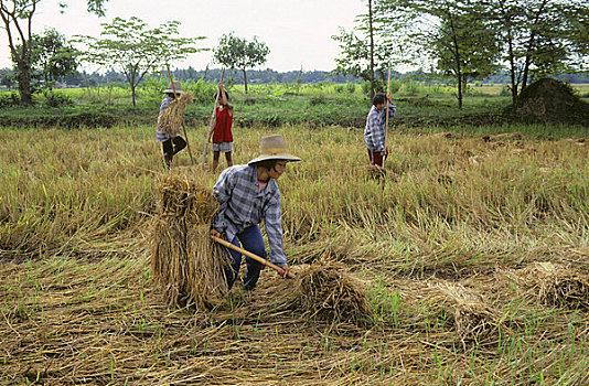 泰国,靠近,稻米,丰收