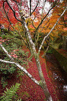 日本京都东福寺