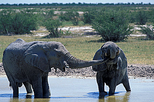 非洲,纳米比亚,埃托沙国家公园,大象,水中,洞