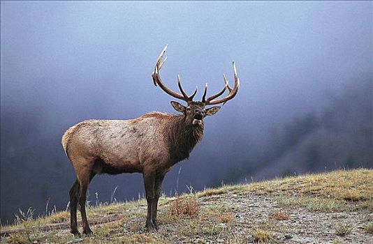 吼叫,麋鹿,鹿属,鹿,哺乳动物,黄石国家公园,怀俄明,美国,北美,动物