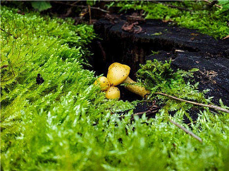 小,蘑菇